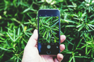 Mejores apps para identificar plantas gratis